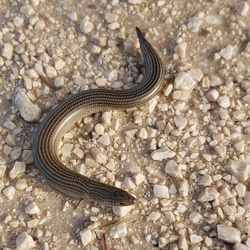 Scincidae