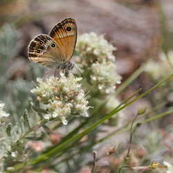 Coenonympha dorus