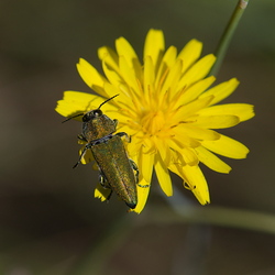 Buprestidae
