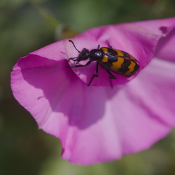 Meloidae