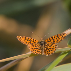 Boloria dia
