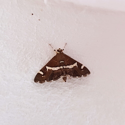 Spoladea recurvalis