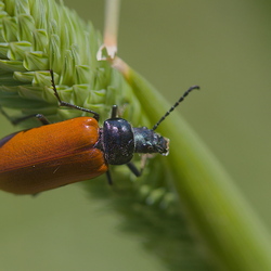 Tenebrionidae