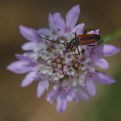 Cerambycidae