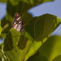 La Siagne RG (Pégomas 06)