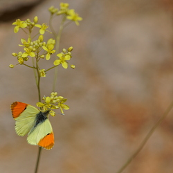 Anthocharis euphenoides