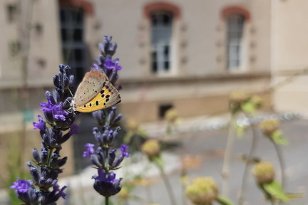 Ville (Aix-en-Provence 13)