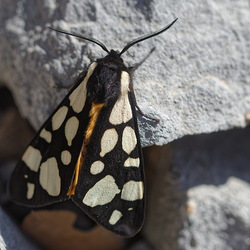 Arctia villica