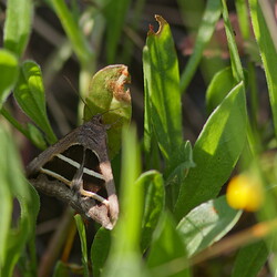 Grammodes bifasciata