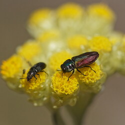 Buprestidae