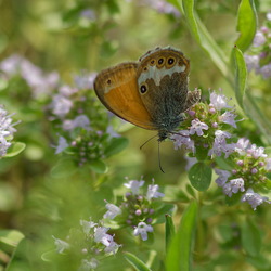 Coenonympha arcania