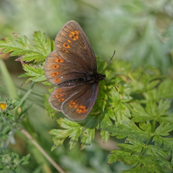 Erebia alberganus