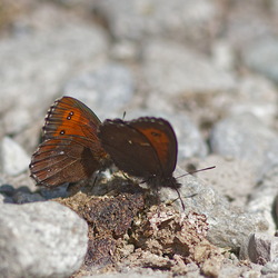 Erebia euryale