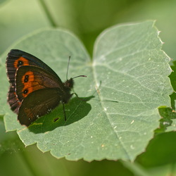 Erebia aethiops