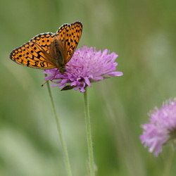Argynnis niobe