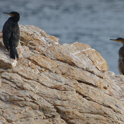 Phalacrocoracidae
