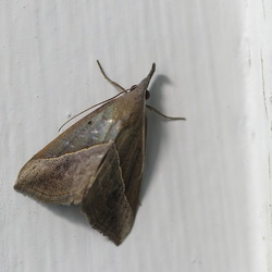 Hypena lividalis
