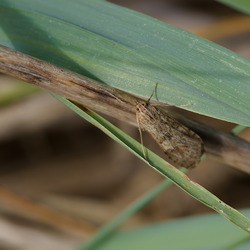 Nomophila noctuella