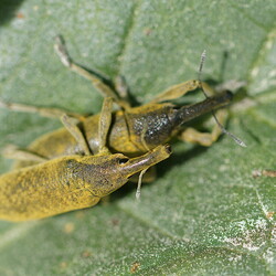 Curculionidae