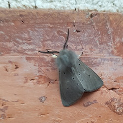 Diaphora mendica