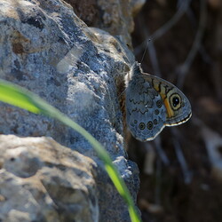 Lasiommata maera