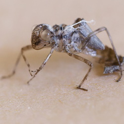 Libellulidae sp Exuvie