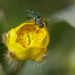 Melyridae