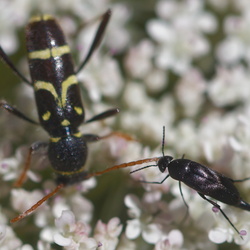 Mordellidae