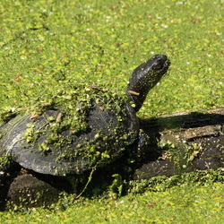 Tortues