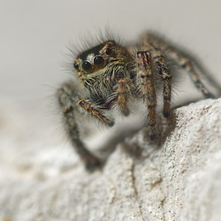 Arachnida