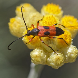 Hexapoda