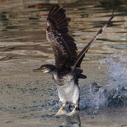 Oiseaux