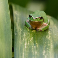 Amphibiens