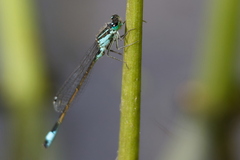 Jardin Alexandre 1er (Toulon 83)