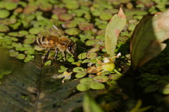 Jardin Alexandre 1er (Toulon 83)