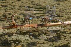 Parc Sandin (Toulon 83)